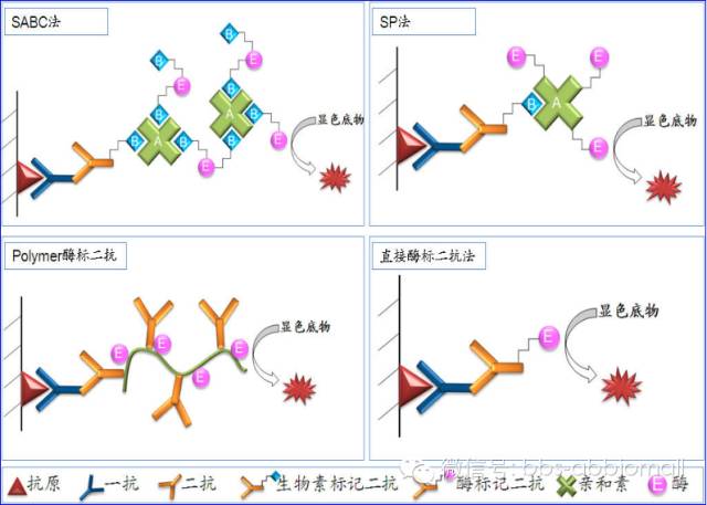免疫组化（IHC）二抗原理及选择？