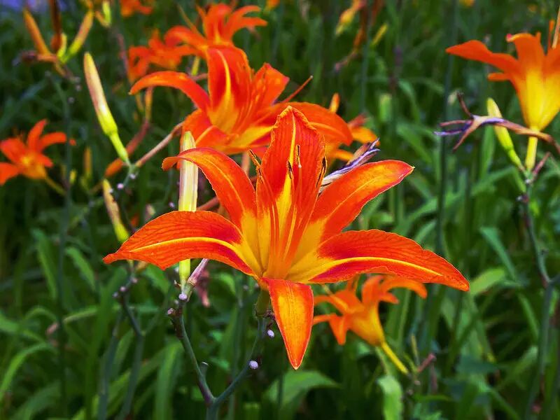 紫萱 紫萱的本尊是萱草,多年生宿根草本,属百合科.