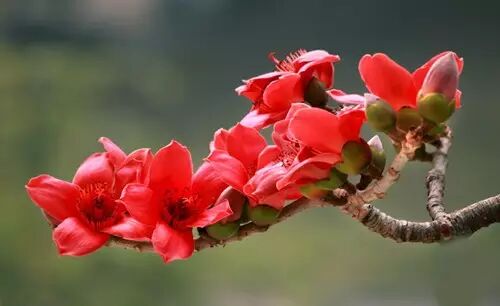 盘点十大鲜花的营养功效，教你用花来养生