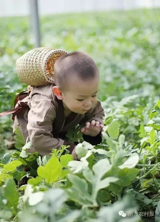 这个"瓜娃子"要火!2岁萌娃吆喝自家西瓜