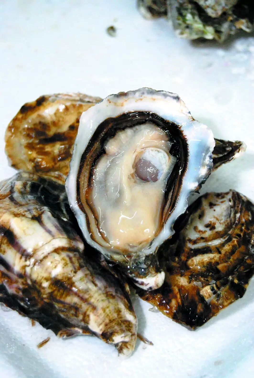 熊本生蚝产地:美国西部海岸地区原产于日本南部的熊本海湾,所以称为"