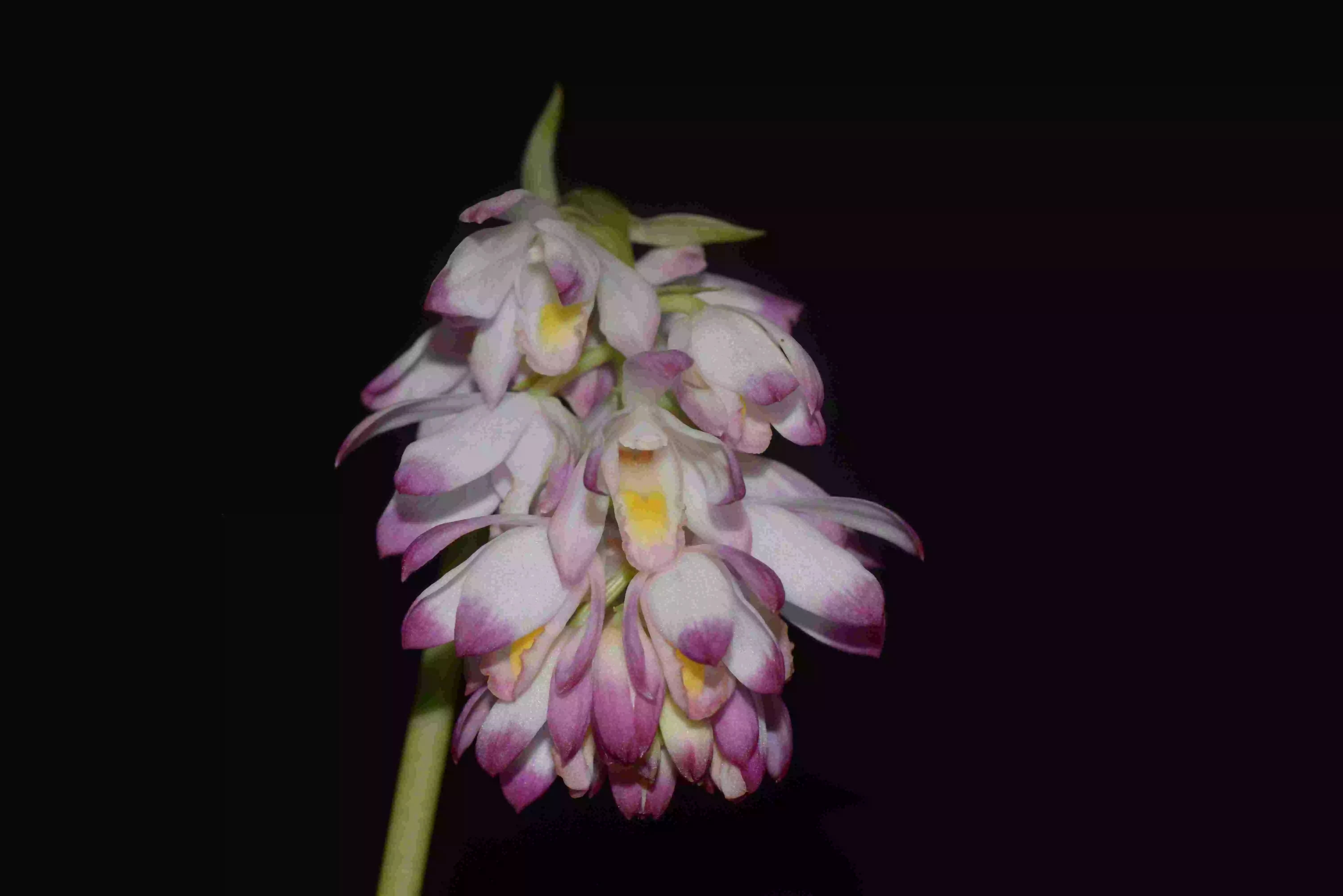 新知丨珍稀兰科植物贵州地宝兰