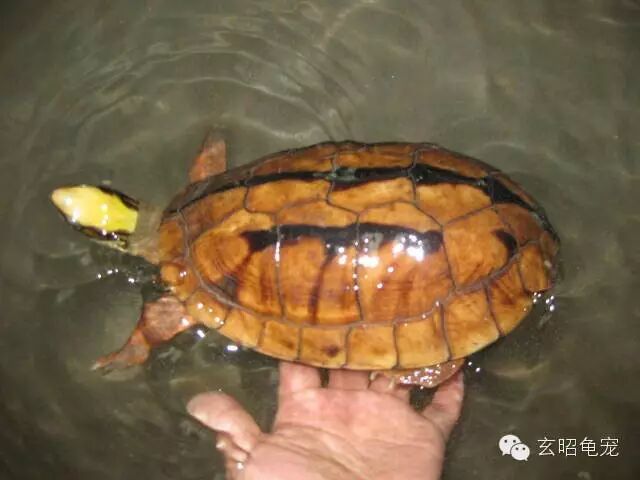黑山龟(学名)——(俗名)金边龟