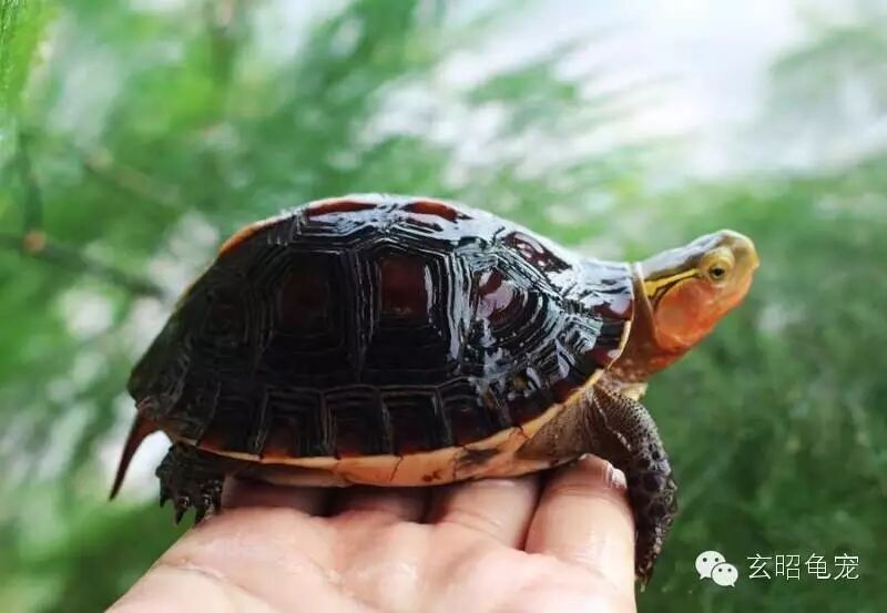 花金钱龟原来是这种龟的俗称?