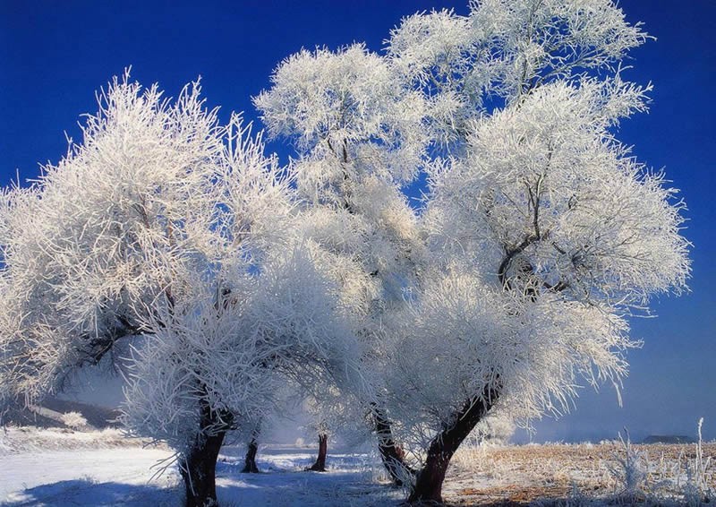 呼伦贝尔的冬天,美哭了