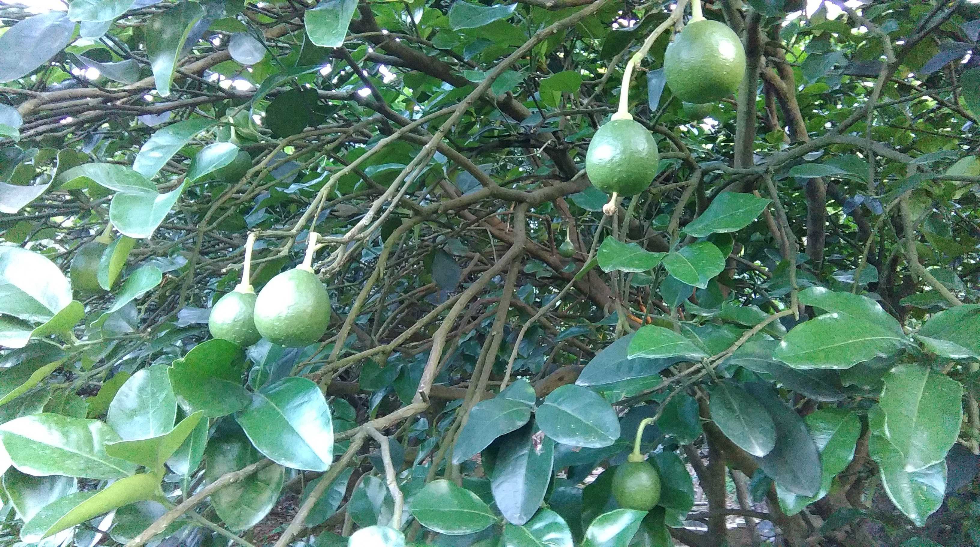 当"摇钱树"的规模初定时,保住柚子幼果是关键