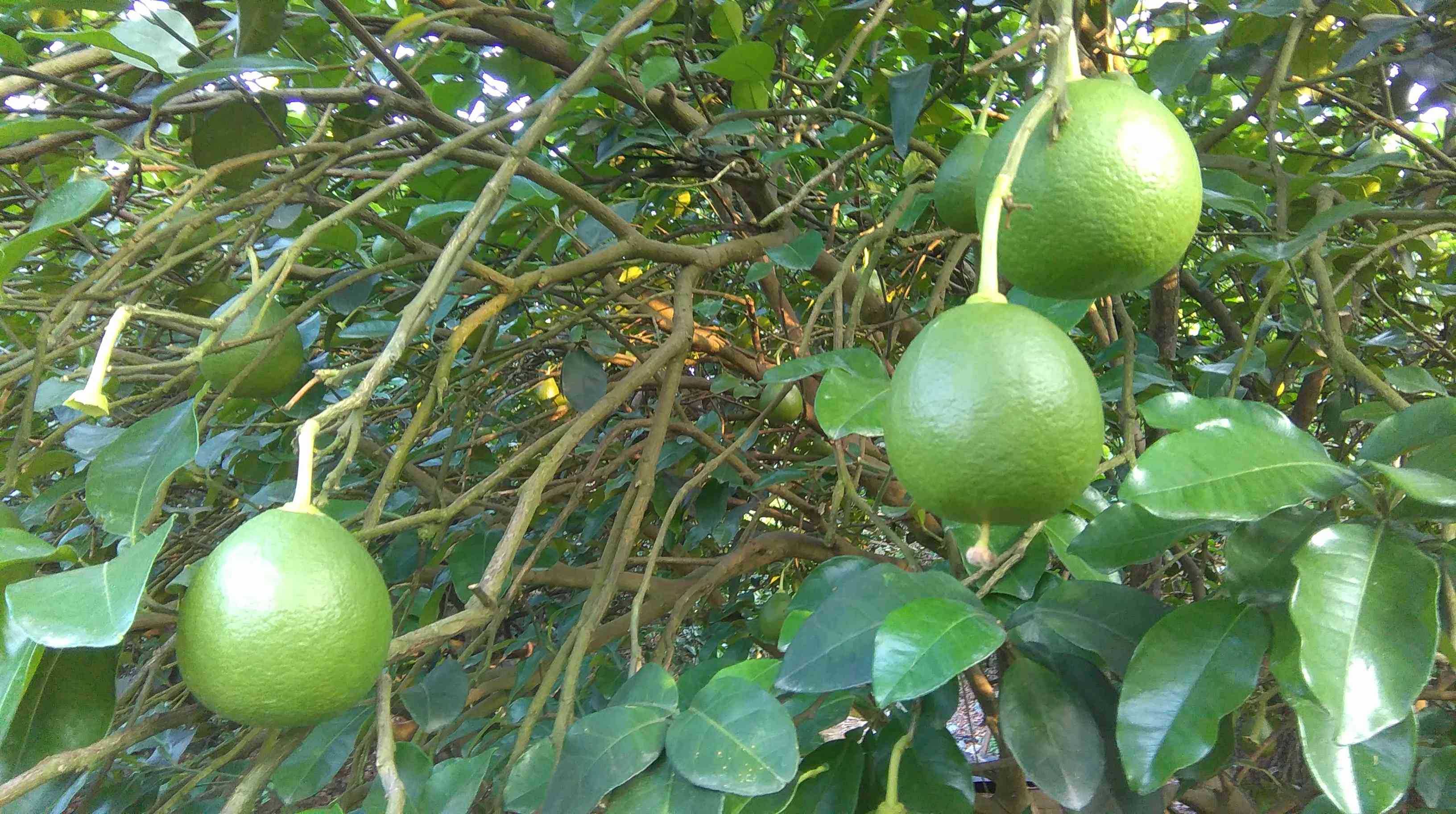 当沙田柚幼果茁壮成长时的注意事项