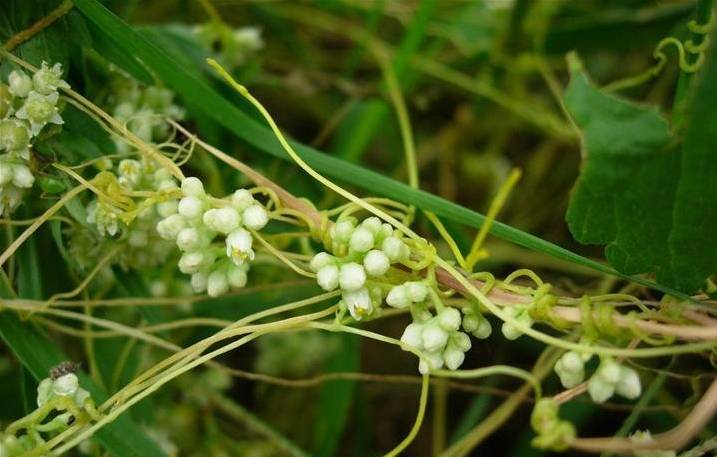 朱良春妇科圣药菟丝子