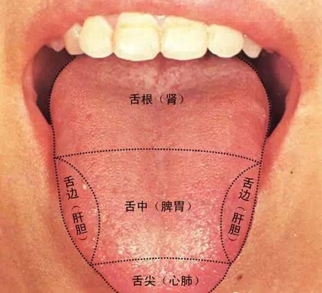 舌头下面分布图图片