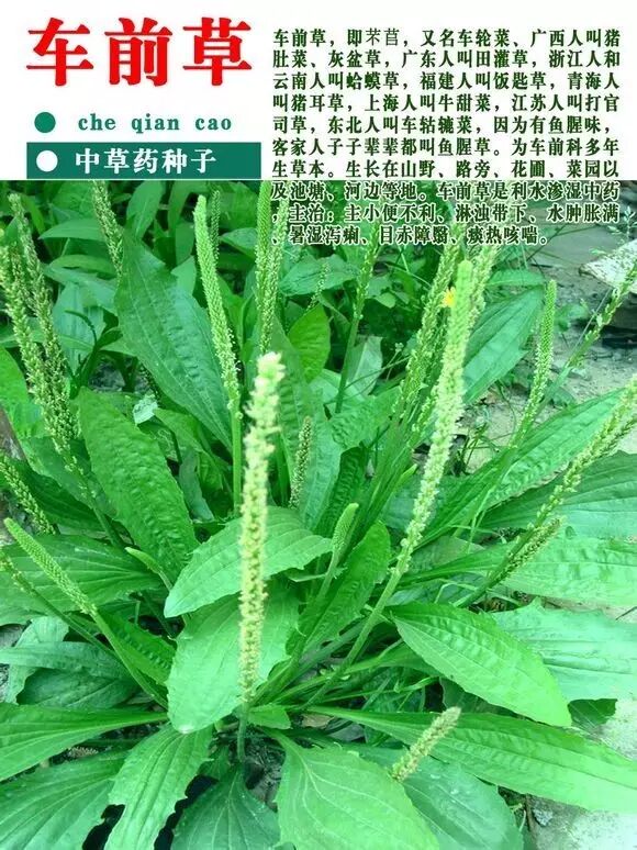 采采芣苢⑴,薄言采之⑵.采采芣苢,薄言有之⑶.采采芣苢,薄言掇之⑷.