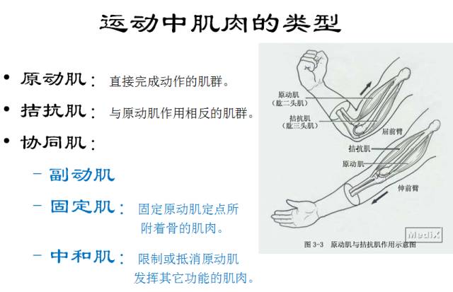 悬吊训练系统 怎么装悬吊训练疗法 ​ （悬吊训练疗法理念与原则）_https://www.jmylbn.com_新闻资讯_第4张