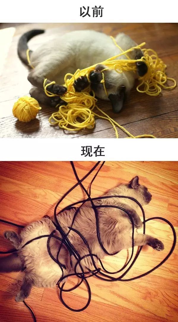 从前的猫 vs 现在的猫!看完已笑翻!-微信头条网 从前的猫 vs 现在的猫!看完已笑翻!