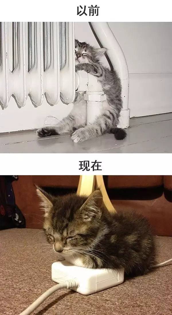 从前的猫 vs 现在的猫！看完已笑翻！