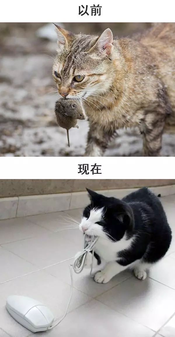 从前的猫 vs 现在的猫!看完已笑翻!-微信头条网 从前的猫 vs 现在的猫!看完已笑翻!
