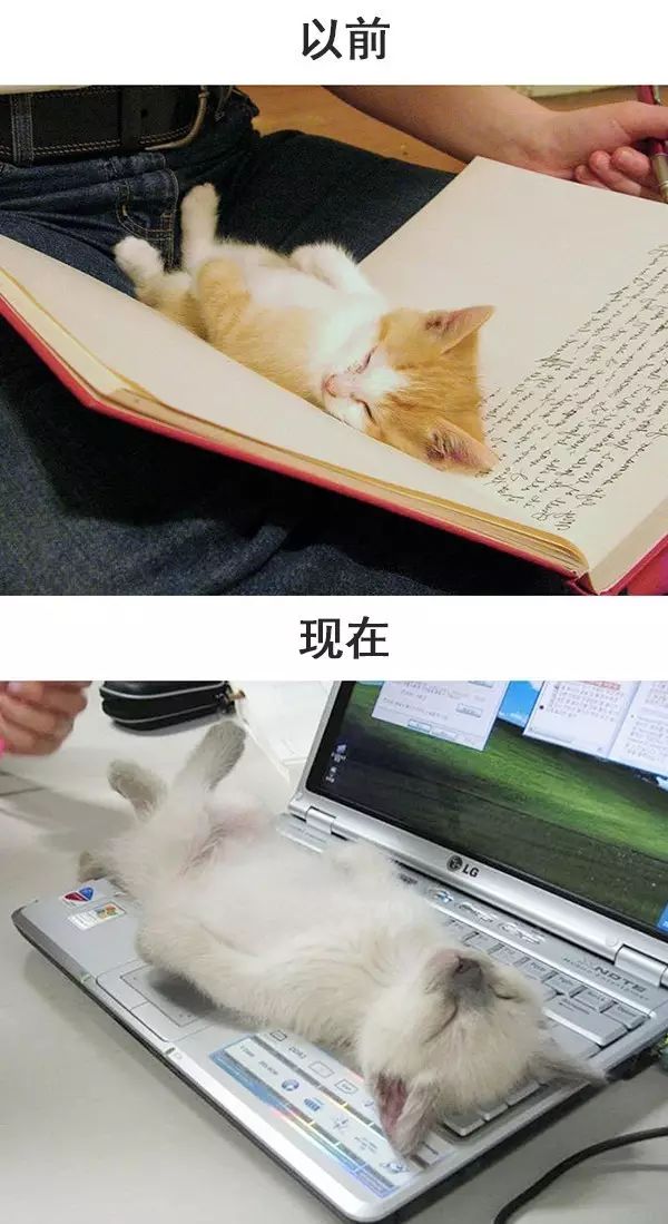 从前的猫 vs 现在的猫!看完已笑翻!-微信头条网 从前的猫 vs 现在的猫!看完已笑翻!