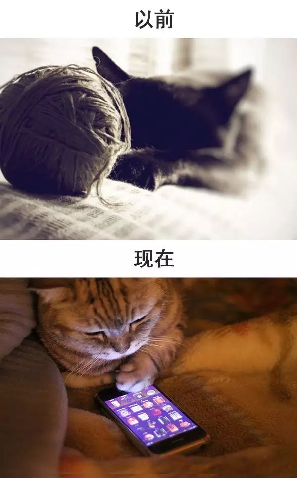 从前的猫 vs 现在的猫!看完已笑翻!-微信头条网 从前的猫 vs 现在的猫!看完已笑翻!