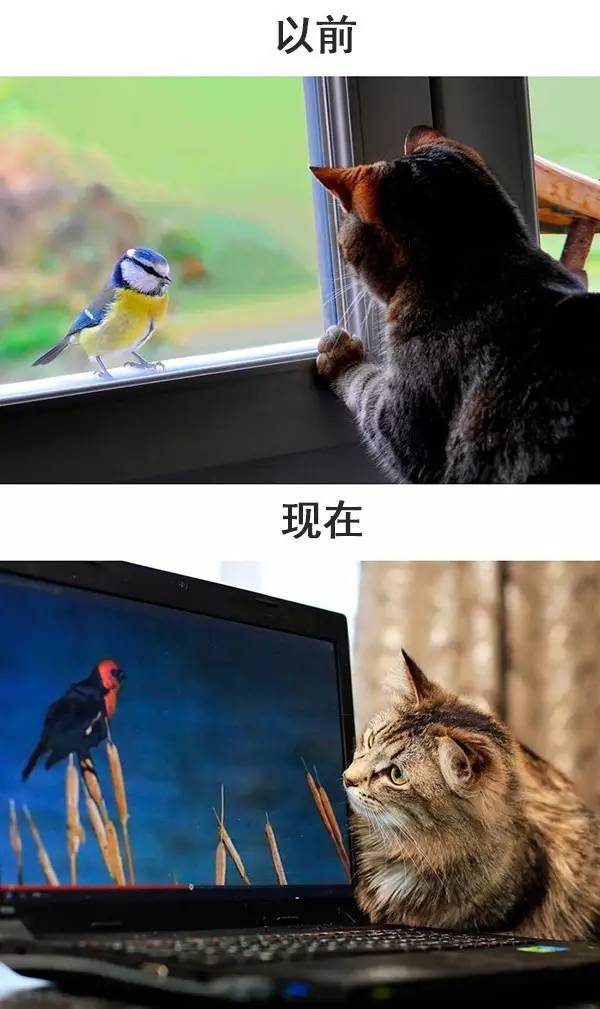 从前的猫 vs 现在的猫!看完已笑翻!-微信头条网 从前的猫 vs 现在的猫!看完已笑翻!
