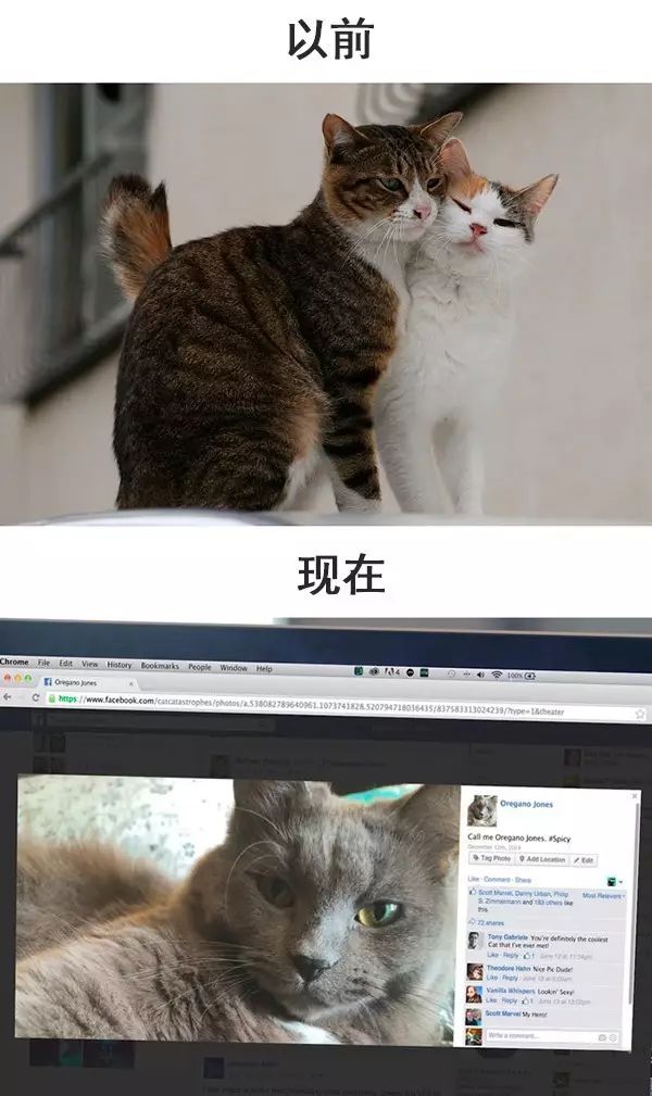 从前的猫 vs 现在的猫!看完已笑翻!-微信头条网 从前的猫 vs 现在的猫!看完已笑翻!
