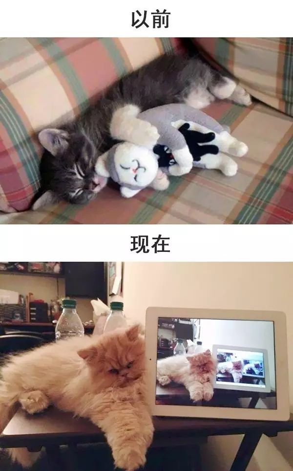 从前的猫 vs 现在的猫!看完已笑翻!-微信头条网 从前的猫 vs 现在的猫!看完已笑翻!