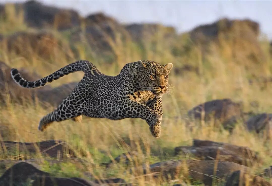 菖蒲还能火多久