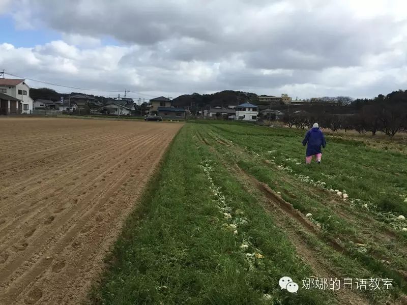 說好的去日本打工,結果是在日本種蘿蔔