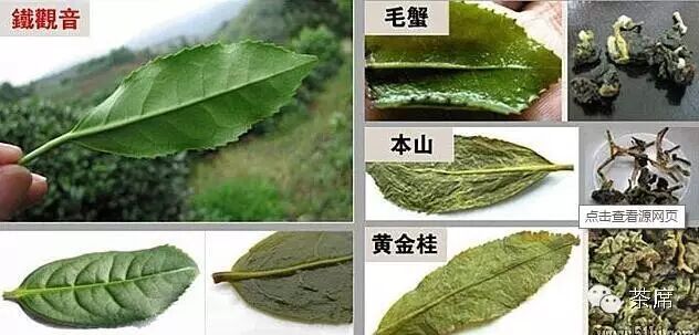 「识茶」一分钟辨真假安溪铁观音