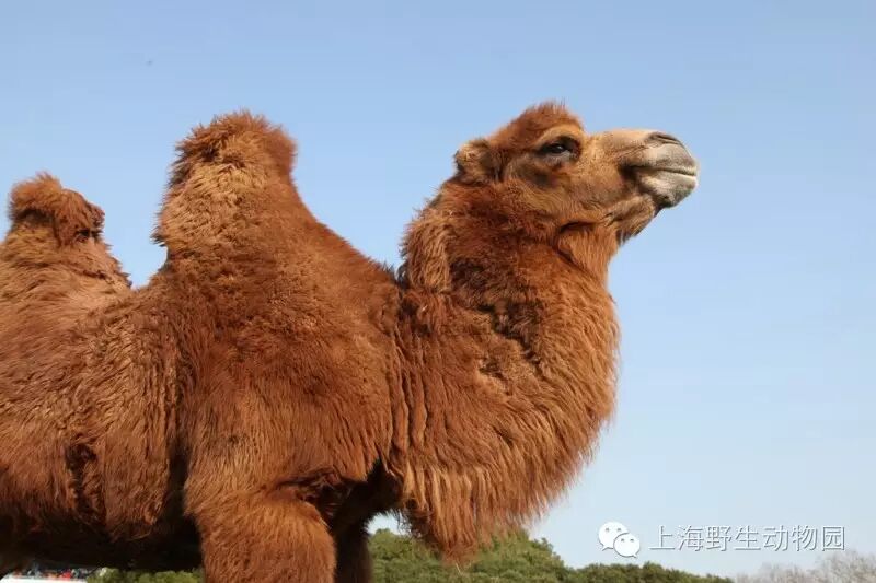 盘点各国代表动物