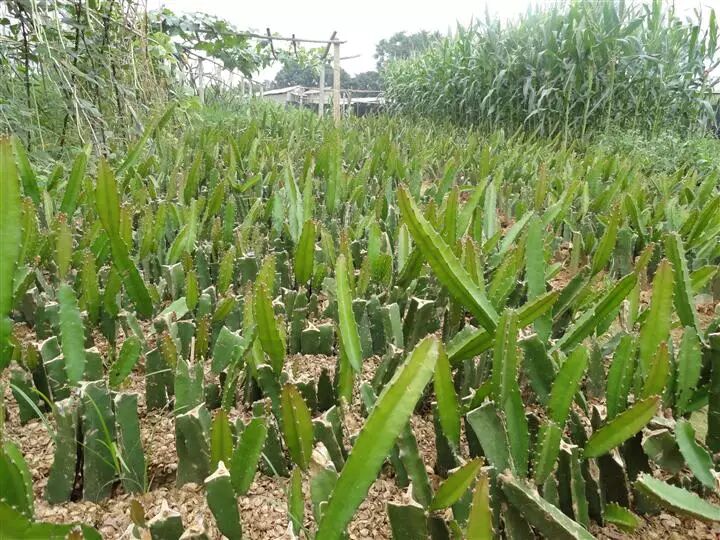 一定不能买品种不纯正的红心火龙果苗