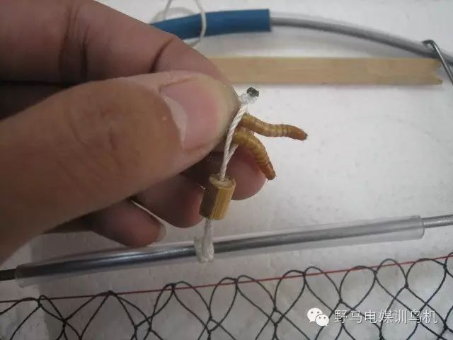 这是捕鸟人精心制作的捕鸟工具,画眉就是被这个看似简单的工具俘获的.