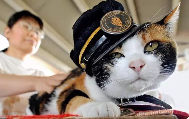 日本猫咪站长小玉的传奇一生