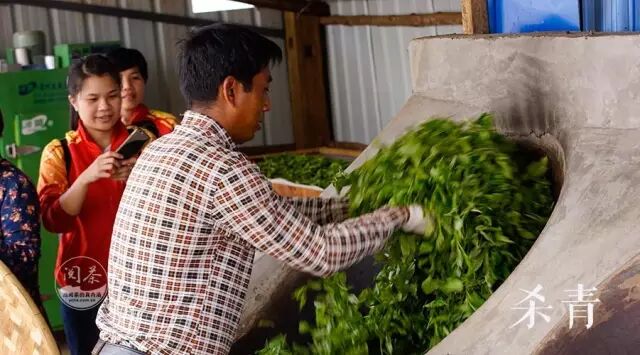 黄茶基本上是锅炒杀青,比较特殊的是霍山黄芽和霍山黄大茶都有生熟锅