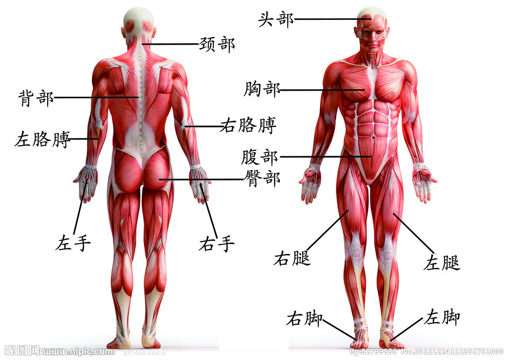 人身体结构部位详细图片
