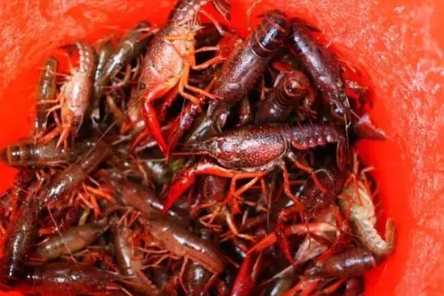 过去十年,岳阳涨价最快的不是房子,而是小龙虾!