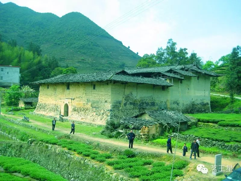 而这一个奇迹的发生,就是仰仗一棵生长在安溪大地上的神奇植物,安溪