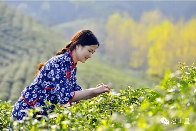 我在安溪,有棵铁观音