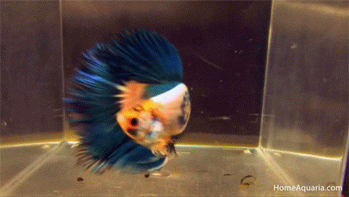 泰国斗鱼:养活容易,养漂亮难!