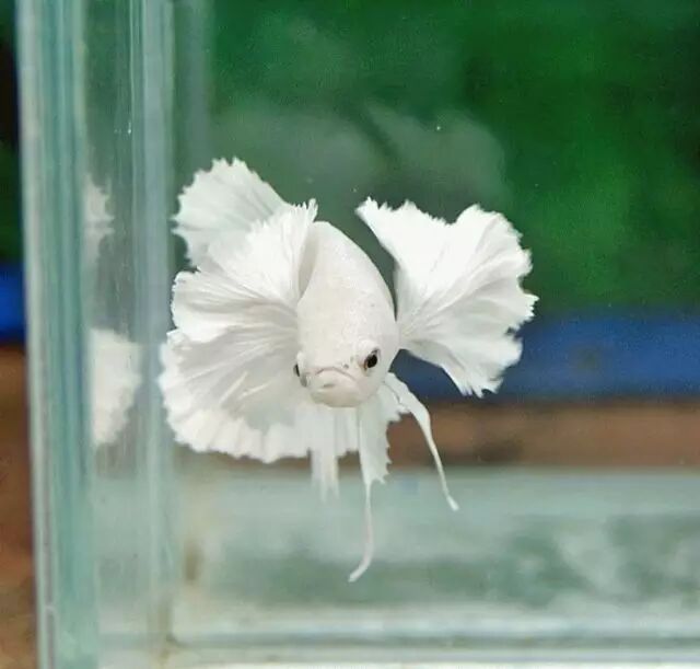 泰国斗鱼:养活容易,养漂亮难!