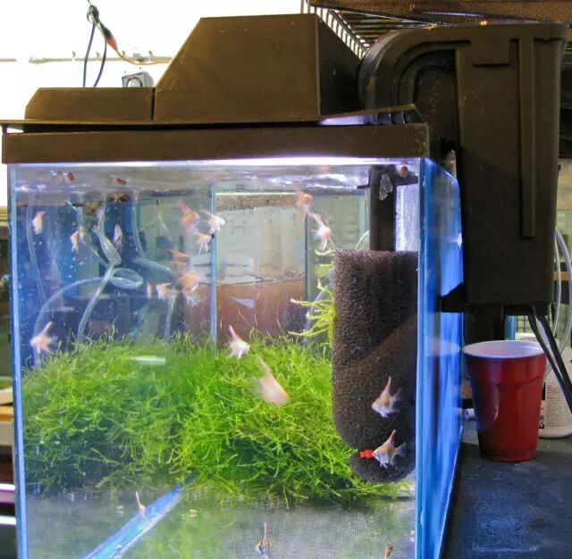 泰国斗鱼:养活容易,养漂亮难!