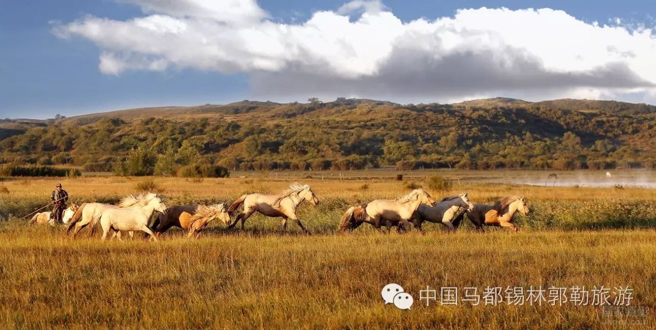 乌珠穆沁黄骠马