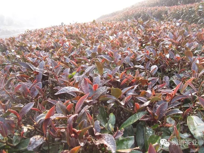 则道"牛茶"展示——紫娟系