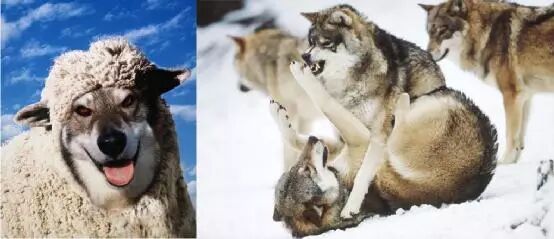 任正非近20年来练就的13大动物哲学