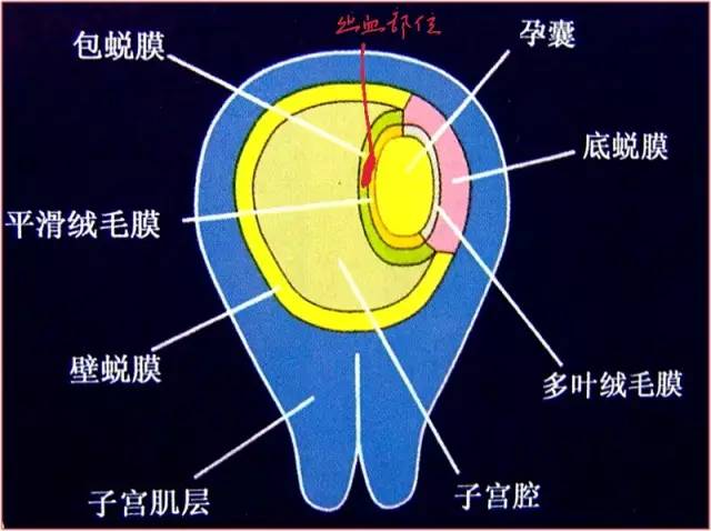 絨毛膜下血腫 Haoyisheng 微文庫