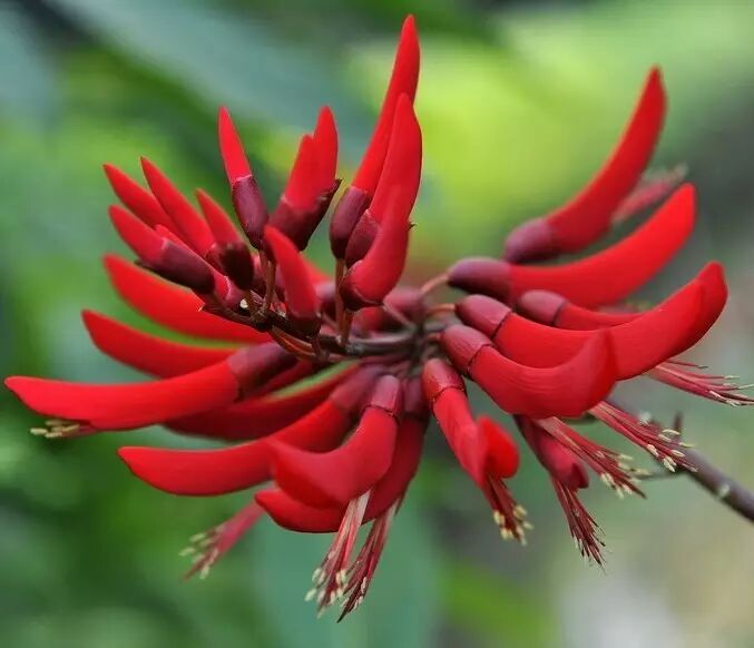 牙根(百慕大,爬地草,绊根草,蟋蟀草,铁线草);假俭草(蜈蚣草,小牛鞭草