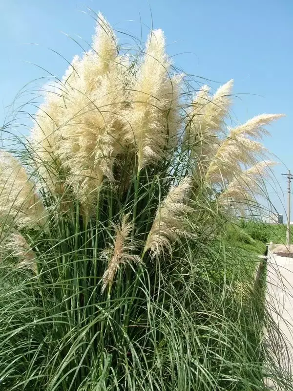 又是一年春来到,60种花卉植物(三) 又是一年春来到,60种花卉植物(三)