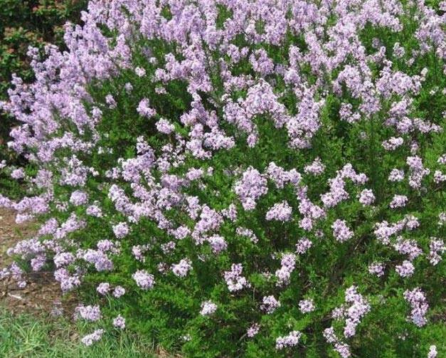 34種 藍紫色系植物 享受高貴典雅浪漫的視覺盛宴 景觀派 微文庫