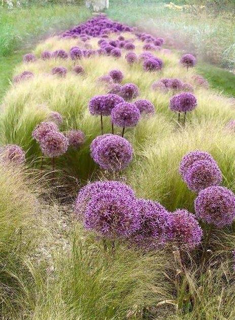 34種 藍紫色系植物 享受高貴典雅浪漫的視覺盛宴 景觀派 微文庫