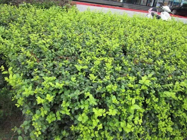 花草篇 公司新闻 南京荣光园林工程有限公司 官网