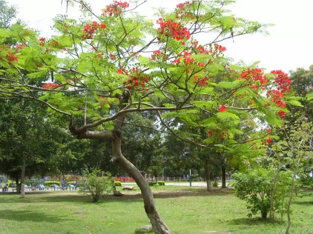 色叶植物篇 公司新闻 南京荣光园林工程有限公司 官网