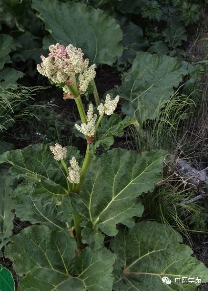 败酱科【别名】野黄花 土龙草 败酱 黄花败酱 龙芽败酱多年生草本.