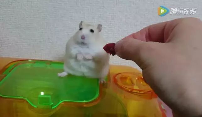 胖嘟嘟的小仓鼠三番两次被主人“调戏”,一怒之下来了脾气!网友:没错,这就像你女朋友!